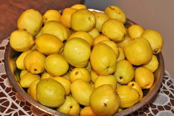 tanaman quince Jepun