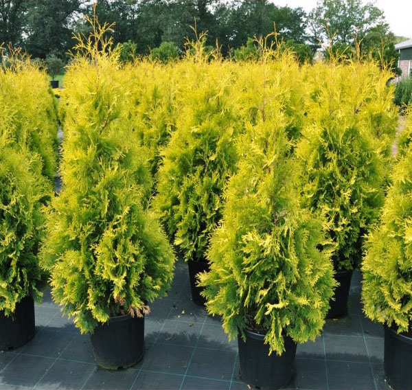 plantor av Tui Yellowow Ribbon