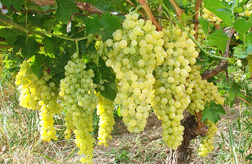 Overholdelse av dyrking av druer