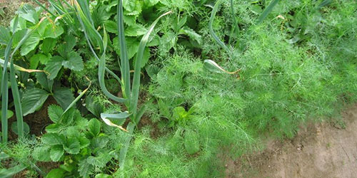 茴香在其他植物中生长