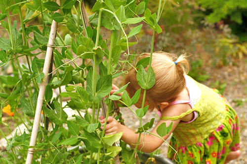 A delicadeza favorita de ervilhas verdes de crianças