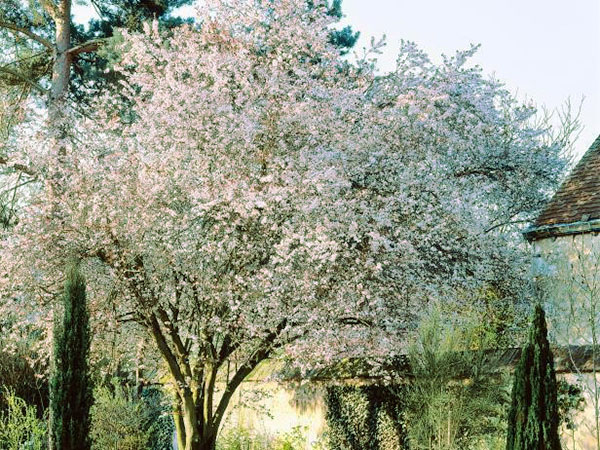 flores de cerejeira nos subúrbios