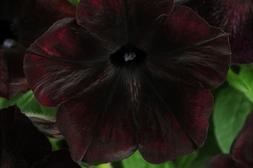 ceri hitam bunga
