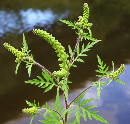 Blossoming ragweed