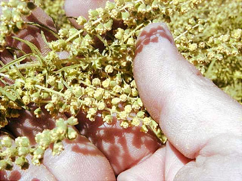 Pollen ragweed și pulpă de pepene verde au același set de aminoacizi
