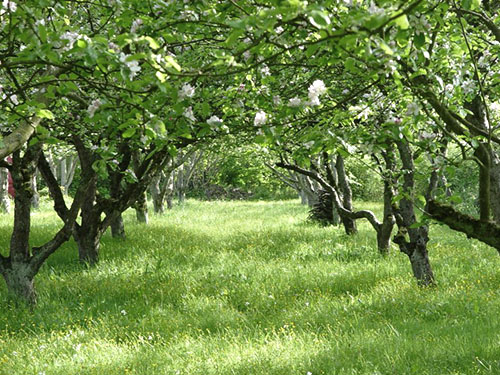 Eski elma bahçesi