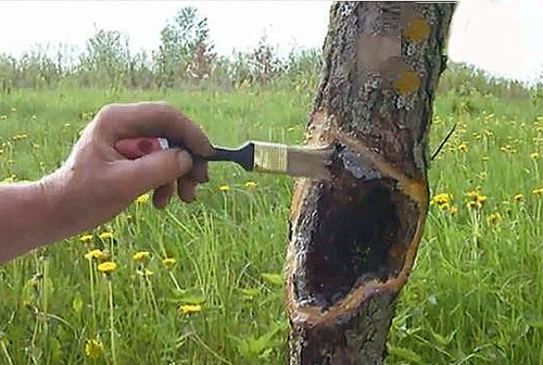 Tidig behandling av sjukdomar i trädet