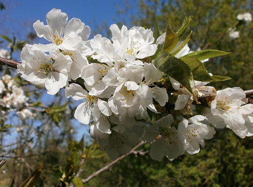 češnjev cvet