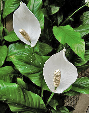 Spathiphyllum flori