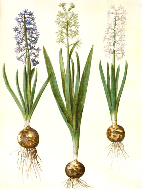 Pære, stamme og hyacintblomst