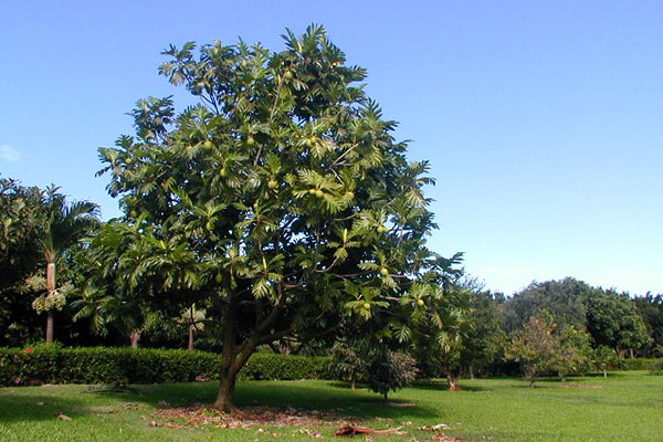 büyük breadfruit