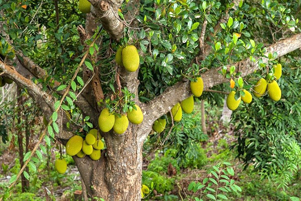 breadfruit meyvelerini olgunlaştırmak