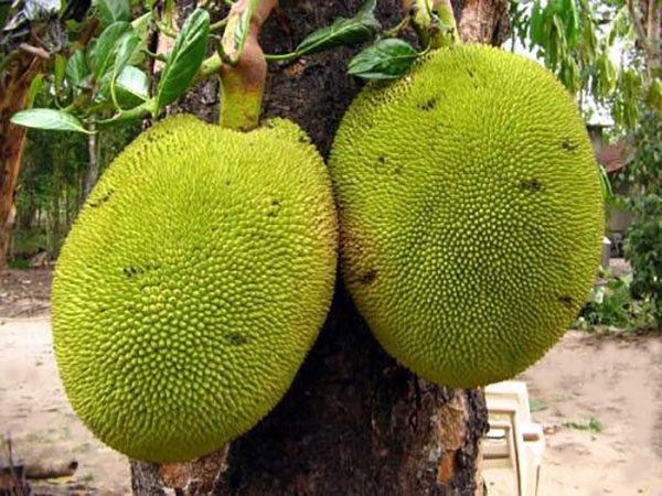 büyük breadfruit