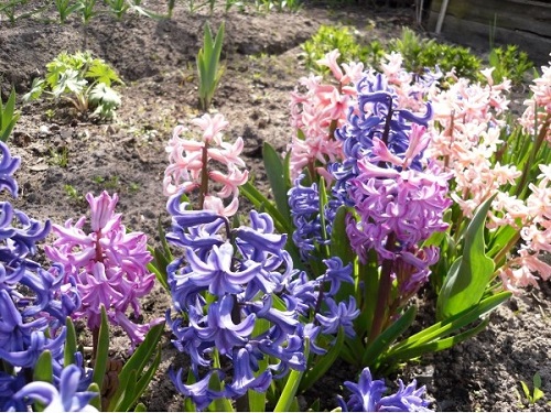 hyacinths pada bunga