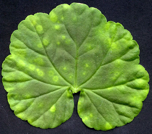 Mozaik na površini listova pelargonija