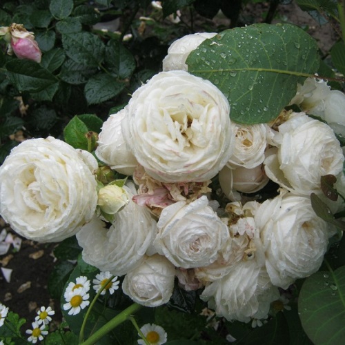 rožių artemisas