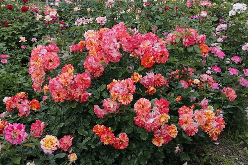 polyanthus rozen