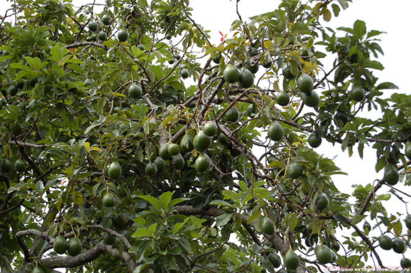 дерево авокадо с плодами