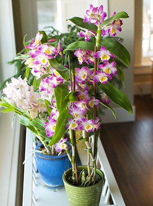 Dendrobium orhideja u unutrašnjosti