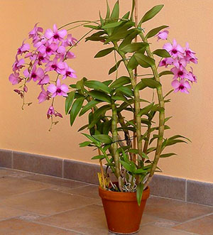 En typ av orkidé dendrobium hemma