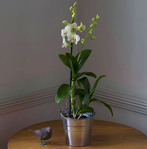 Begynner sin blomstrende orkide dendrobium