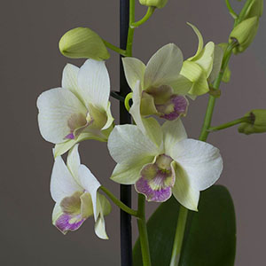 Blomstrende orkideer dendrobium nobilis