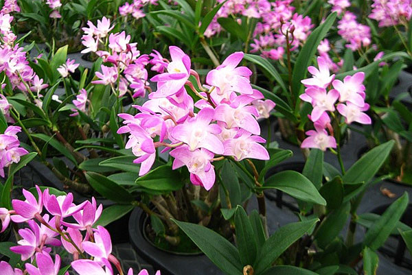 Orchid dendrobium i växthuset