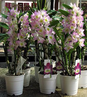 Med tillräcklig belysning av orkidéen trivs dendrobium med en frodig blomma