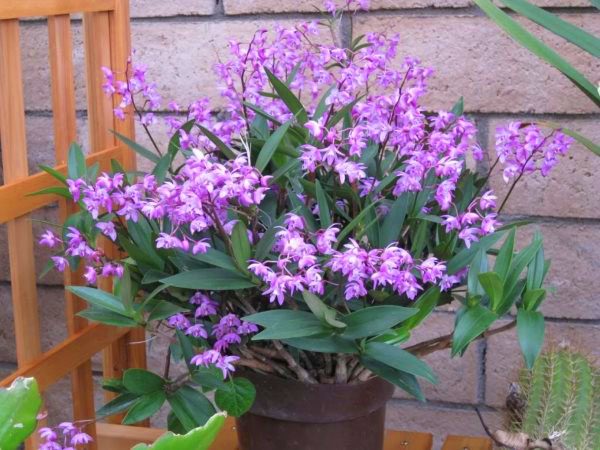 Aktivni rast i cvjetanje orhideja dendrobi pada na ljetne mjesece