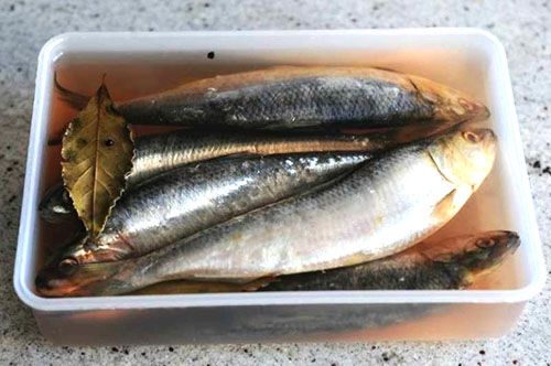 herring dalam garam garam yang kuat