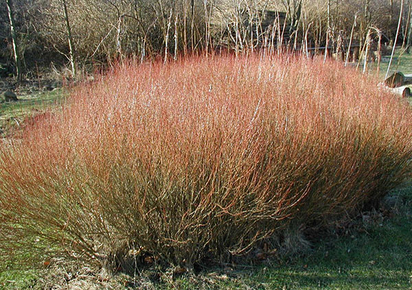 Willow Purple växer längs floden