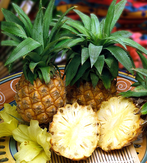 Miniaturno sadje ananasa v sobi