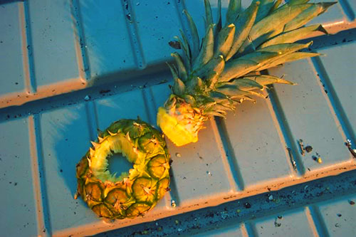 Den grønne toppen av frukten brukes til å vokse en ny ananas