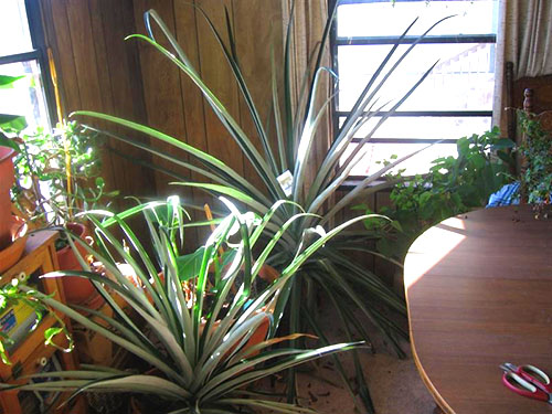 För en bra utveckling av växter behöver du en rymlig ljus plats