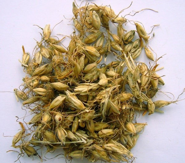 semințe de corn