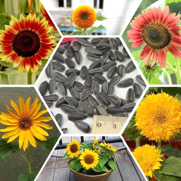 decoratieve zonnebloemen van verschillende variëteiten