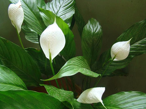 De gezonde planten hebben witte bloemen