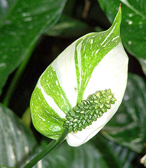 Floração original de spathiphyllum
