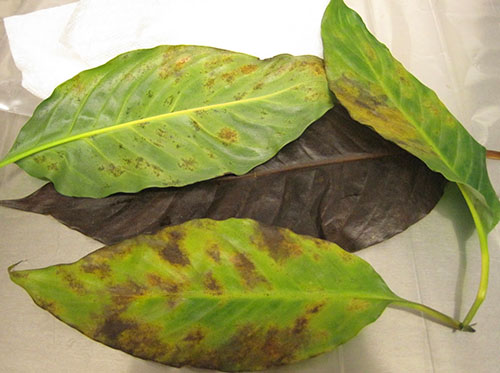 Chlorosis en zwelling van spathiphilum bladeren