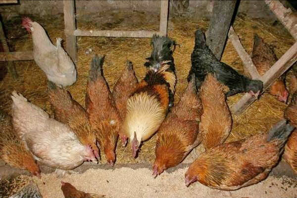 Oppbevaring av høner i hønsehuset
