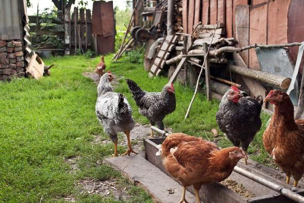 Кокошке кокошке на фарми