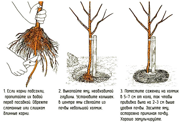 Sadnja sadnica s otvorenim korijenskim sustavom