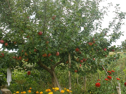 Planterade på sommaren började äppelträdet bära frukt
