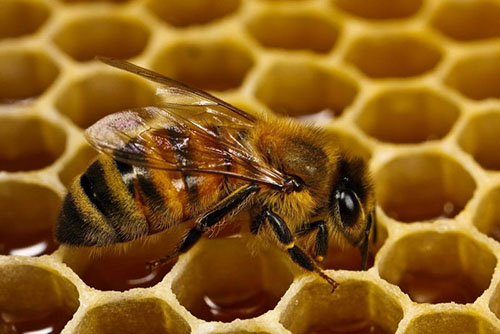 Včelín sa nachádza v blízkosti tekvicových plantáží