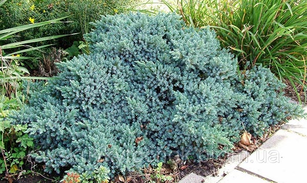 The juniper yang tumbuh secara perlahan Blue Star
