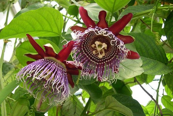 Blommande passionflower