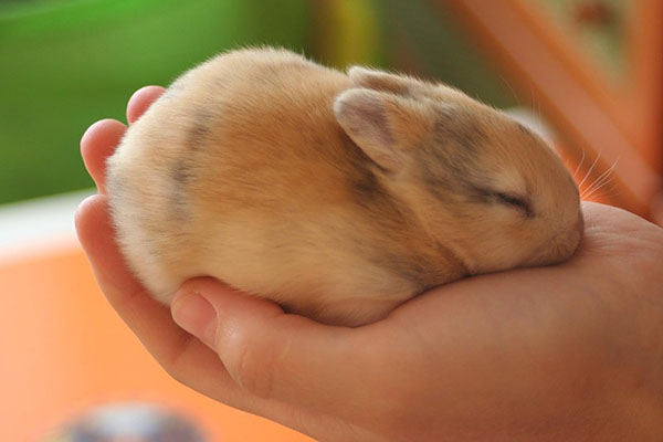 ด้วยการดูแลที่ดีกระต่ายตัวเล็กสามารถมีชีวิตอยู่ได้ถึง 15 ปี