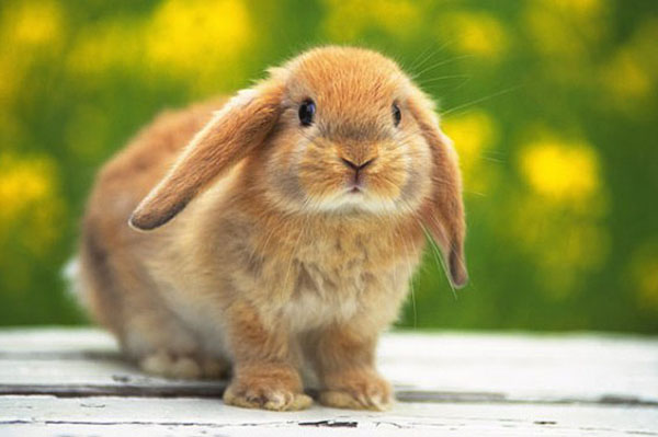 กระต่ายตกแต่งเช่นหญ้าแห้งจากทุ่งหญ้า
