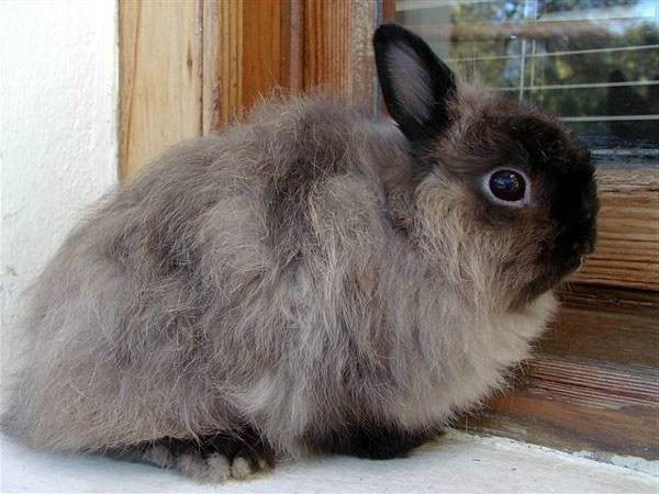De kosten van een decoratief konijn variëren van 400 tot 4000 roebel