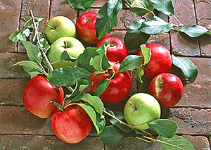 Bir ağaç üzerinde iki çeşit elma